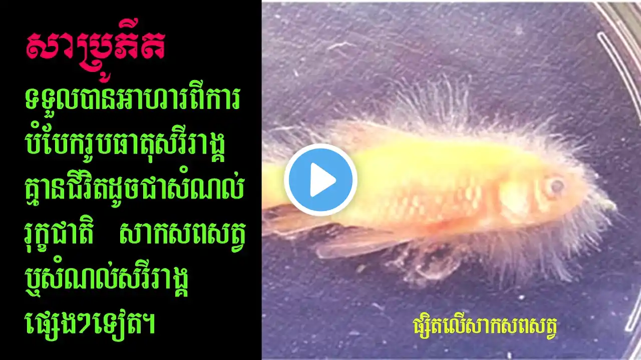 ภาพตัวอย่างวิดีโอ